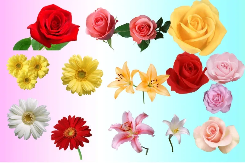 ★Photoshop PSD Decorative Elements-Lose Flower V.1